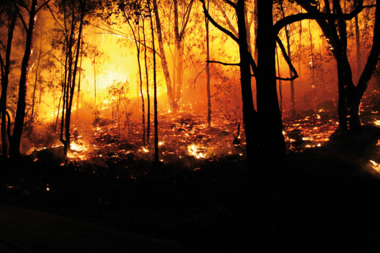 Incendio bosque