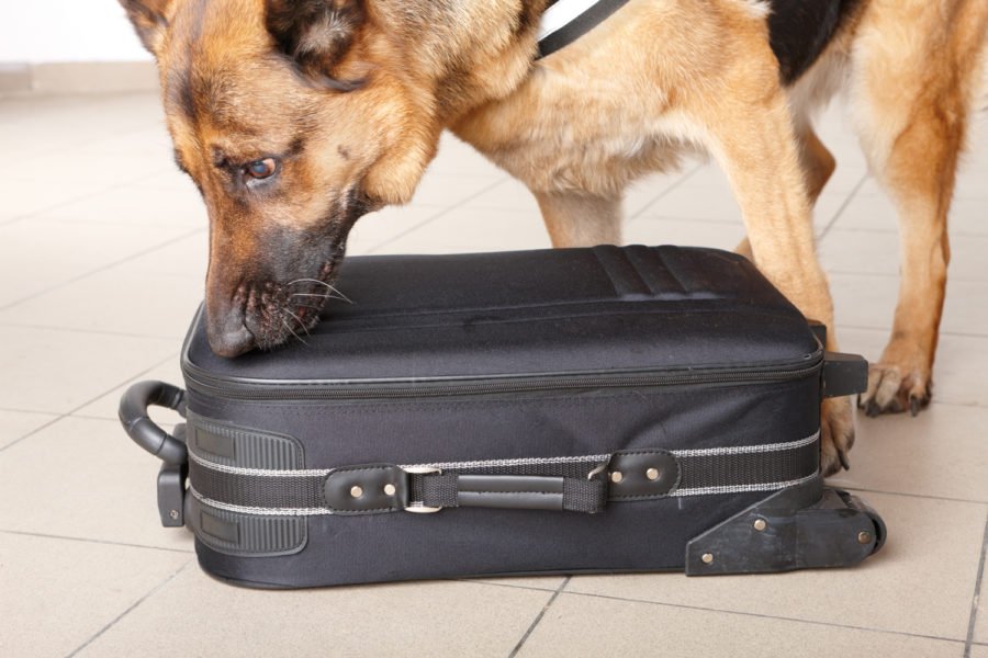 Perro oliendo una maleta. Perros de seguridad en aeropuertos.