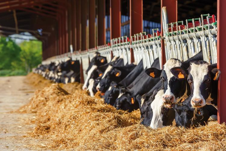 Vacas pastando en una granja.